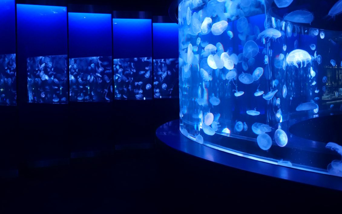 京都水族館 <br>クラゲエリア展示改装リニューアル<br>『クラゲワンダー』