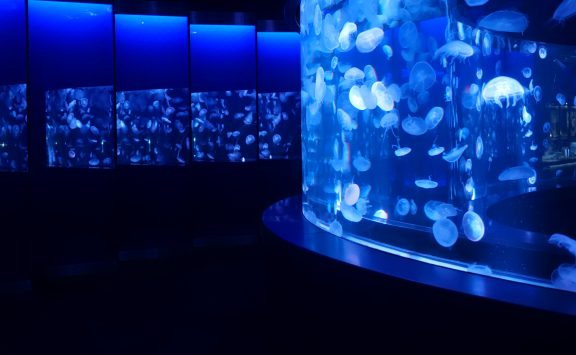 京都水族館 <br>クラゲエリア展示改装リニューアル<br>『クラゲワンダー』